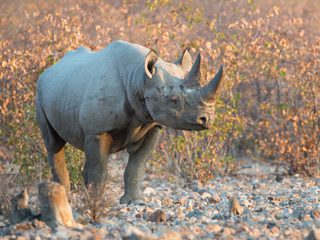 Black rhino Etosha 1 Black rhino Etosha 1