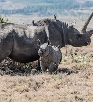 Black Rhino In Kenya