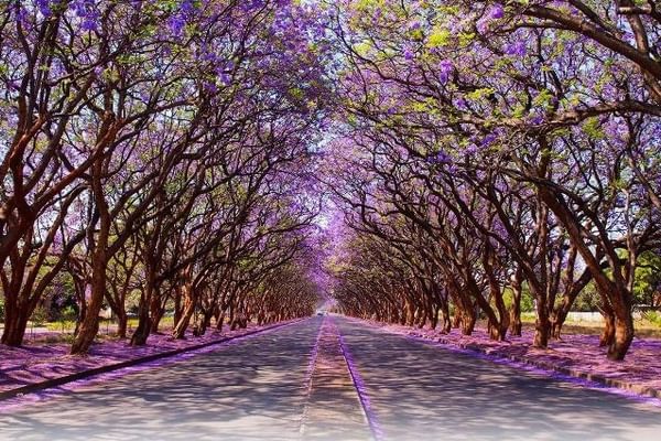 Blooming Jacaranda Trees Lining Milton Avenue In Harare Blooming Jacaranda Trees Lining Milton Avenue In Harare