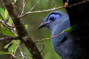 Blue  Coua