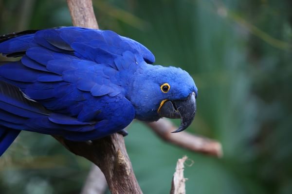 Blue Macaw Canva Pro Blue Macaw Canva Pro