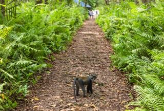 Blue Sykes monkey in Jozani Forest Zanzibar Canva Pro Blue Sykes monkey in Jozani Forest Zanzibar Canva Pro