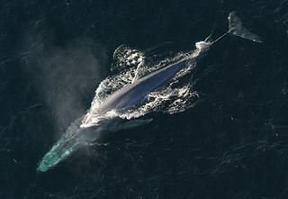 Blue Whale Wikimedia Commons