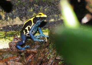 Blue and tellow poison sart frog Costa Rica
