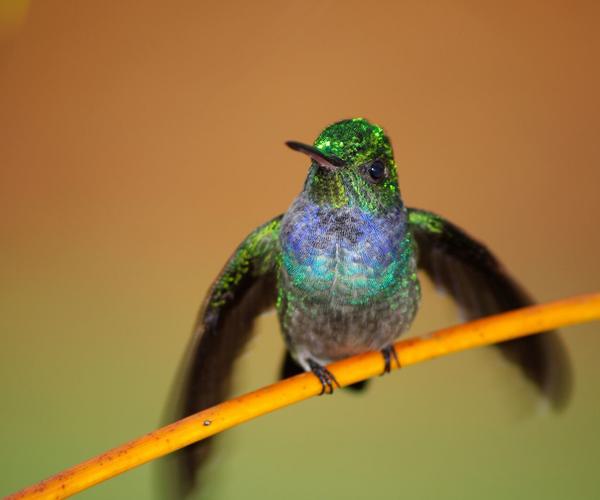 Blue chested hummingbird Panama
