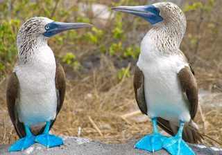 Blue footed boobies Blue footed boobies