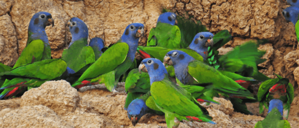 Blue headed parrots clay lick Ecuador