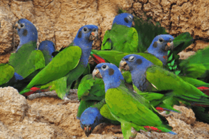 Blue headed parrots clay lick