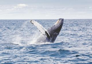 Blue Whale Sri Lanka