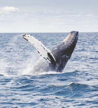 Blue Whale Sri Lanka