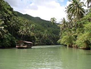 Bohol forest Philippines Bohol forest Philippines