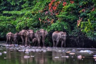 Bornean Elephant borneo Bornean Elephant borneo