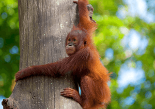 Borneo Orangutan canva Pro Borneo Orangutan canva Pro