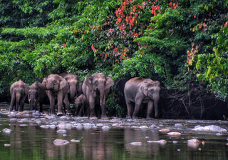 Borneo Pygmy Elephant seen in Danum Valley Borneo Canva Pro Borneo Pygmy Elephant seen in Danum Valley Borneo Canva Pro