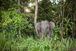 Borneo elephant borneo