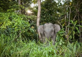 Borneo elephant borneo Borneo elephant borneo
