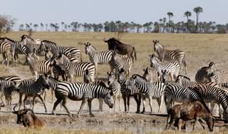 Botswana Makgadikgadi San Camp Wildlife Zebra Migration