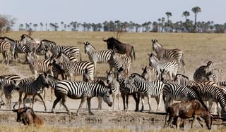 Botswana Makgadikgadi San Camp Wildlife Zebra Migration Botswana Makgadikgadi San Camp Wildlife Zebra Migration