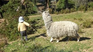 Boy with alpaca Bolivia Boy with alpaca Bolivia