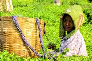Brahmaputra Cruise  Tea Plantation In  Assam