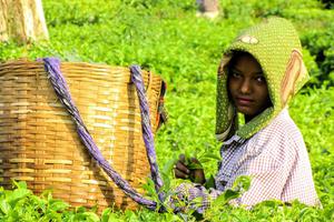 Brahmaputra Cruise Tea Plantation In Assam Brahmaputra Cruise Tea Plantation In Assam