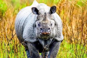 Brahmaputra Cruise Rhino In  Kaziranga