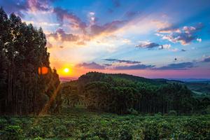 Brazil Forrest Brazil Forrest