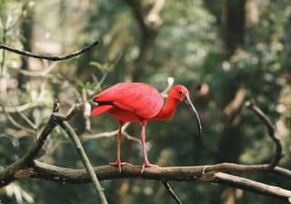 Brazil Parque das Aves Bird