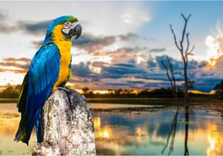 Brazil parrot2