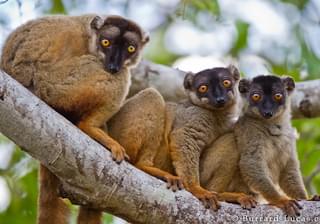 Brown Lemurs In Kirindy