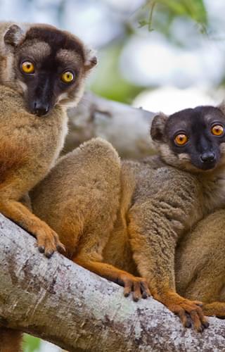 Brown Lemurs In Kirindy