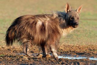 Brown hyena drinking south africa