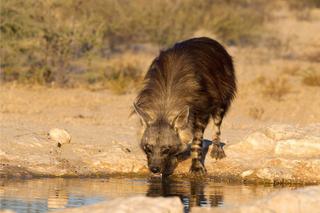 Brown hyena drinks Nambia