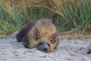 Brown hyena lying botswana
