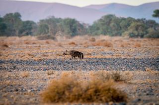 Brown hyena walking in desert