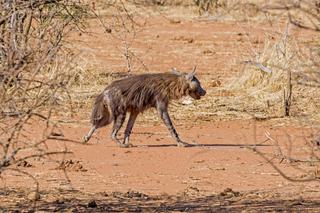 Brown hyena walking
