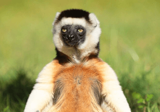 Buddha Lemur
