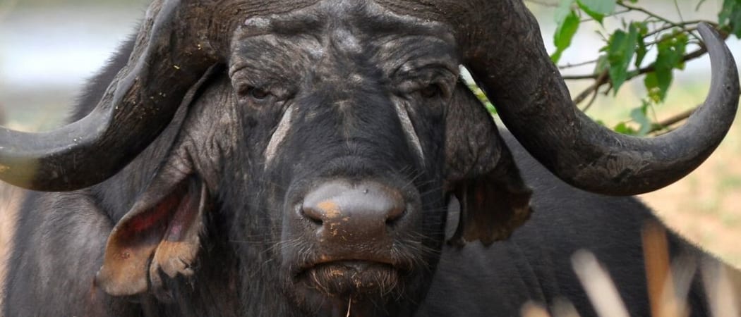 Bufalo Congo Canva Pro