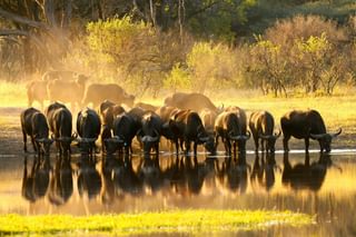 Bufalo At The Hide S Waterhole Bufalo At The Hide S Waterhole