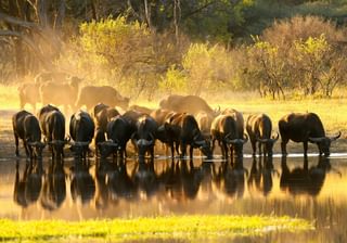Bufalo At The Hide S Waterhole Bufalo At The Hide S Waterhole