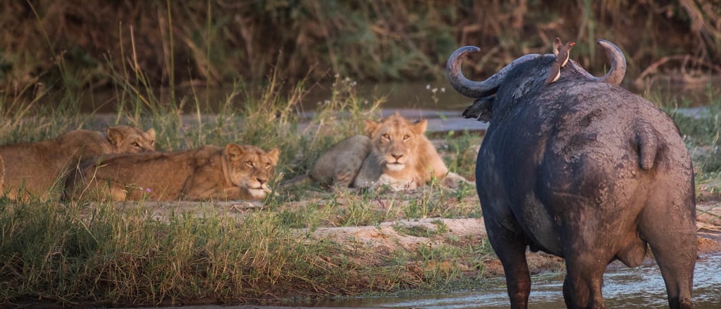 Buffalo and Lions