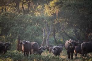 Buffalo In Pafuri