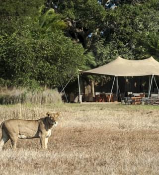 Busanga Bush Camp Lion