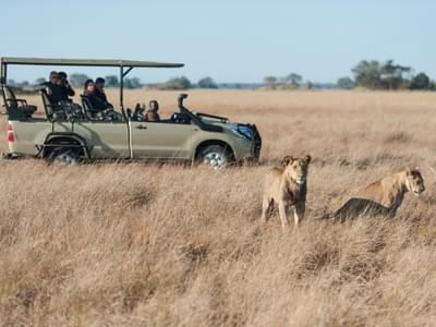 Busanga  Bush  Camp Safari Lions