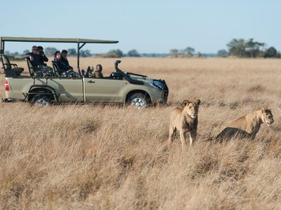 Busanga Bush Camp Safari Lions Busanga Bush Camp Safari Lions