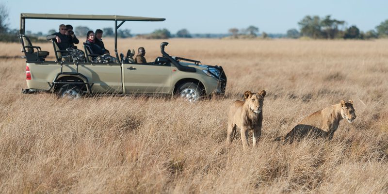 Busanga  Bush  Camp Safari Lions Busanga  Bush  Camp Safari Lions