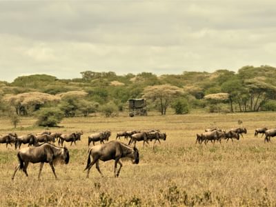 Bush Rover Migration Camp Kusini Bush Rover Migration Camp Kusini