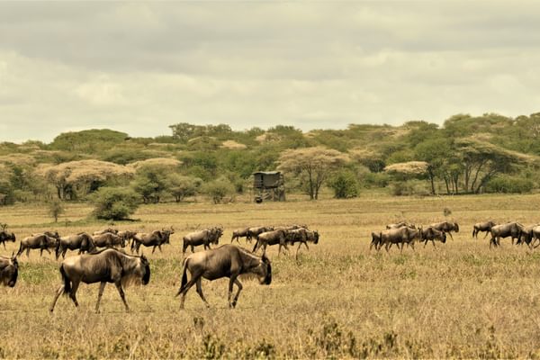 Bush Rover Migration Camp Kusini Bush Rover Migration Camp Kusini