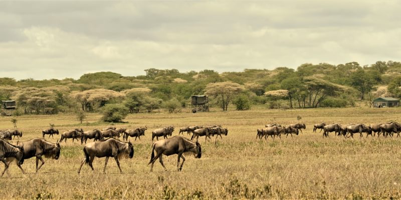Bush Rover Migration Camp Kusini Bush Rover Migration Camp Kusini