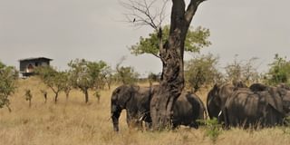 Bush Rover Elephants Bush Rover Elephants